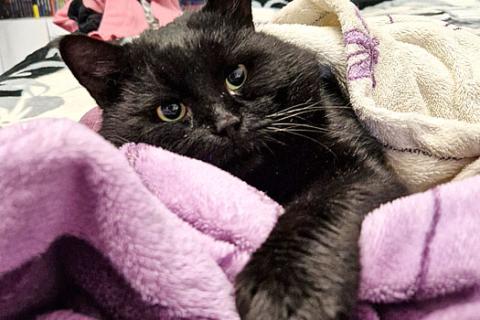 В дар кошку. Самый добрый на свете котик Сириус ищет дом и доброе сердце. Фото3