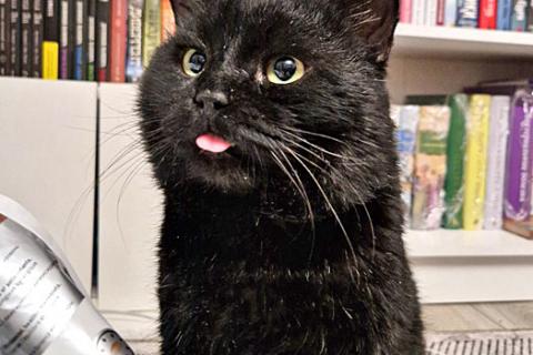 В дар кошку. Самый добрый на свете котик Сириус ищет дом и доброе сердце. Фото4