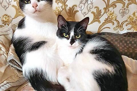 В дар кошку. Очаровательные сестрички Деми и Ася ищут дом. Фото1