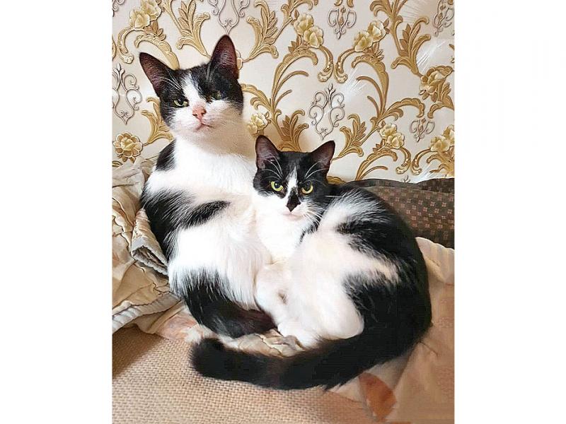 В дар кошку