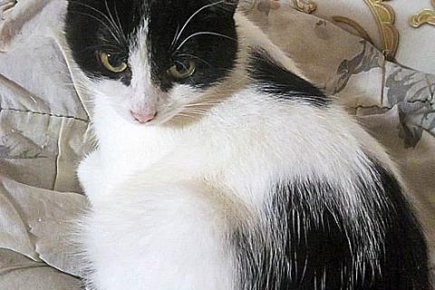 В дар кошку. Очаровательные сестрички Деми и Ася ищут дом. Фото2