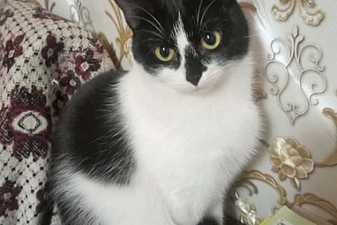 В дар кошку. Очаровательные сестрички Деми и Ася ищут дом. Фото3