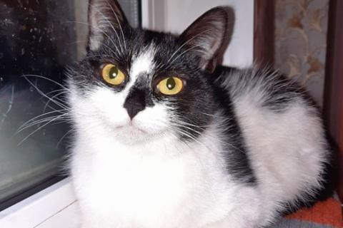 В дар кошку. Очаровательные сестрички Деми и Ася ищут дом. Фото4