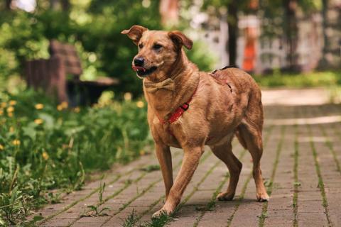 В дар собаку. Пухляш Честер ищет дом, где станет вашим верным другом. Фото1