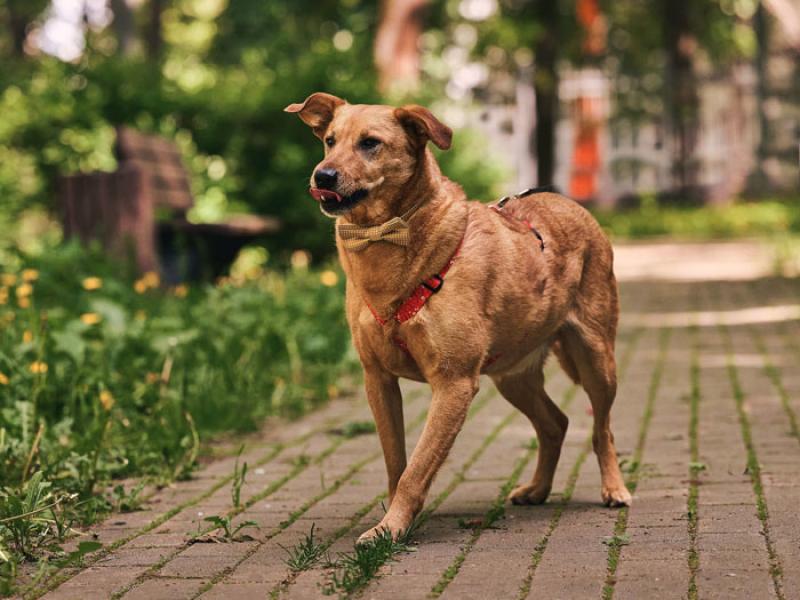 В дар собаку