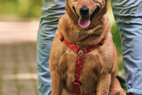 В дар собаку. Пухляш Честер ищет дом, где станет вашим верным другом. Фото2