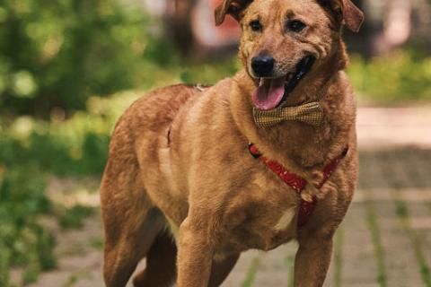 В дар собаку. Пухляш Честер ищет дом, где станет вашим верным другом. Фото3