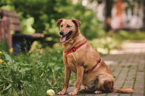 В дар собаку. Пухляш Честер ищет дом, где станет вашим верным другом. Фото4