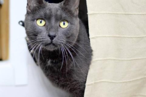 В дар кошку. Русский голубой кот Пижон в добрые руки. Фото1