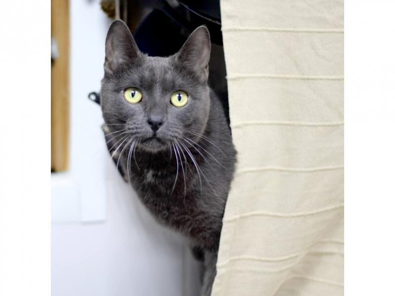 В дар кошку