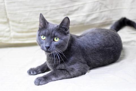 В дар кошку. Русский голубой кот Пижон в добрые руки. Фото2