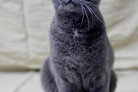 В дар кошку. Русский голубой кот Пижон в добрые руки. Фото3