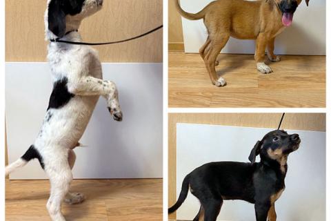 В дар собаку. Ищу дом для замечательных некрупных щенков. Фото1