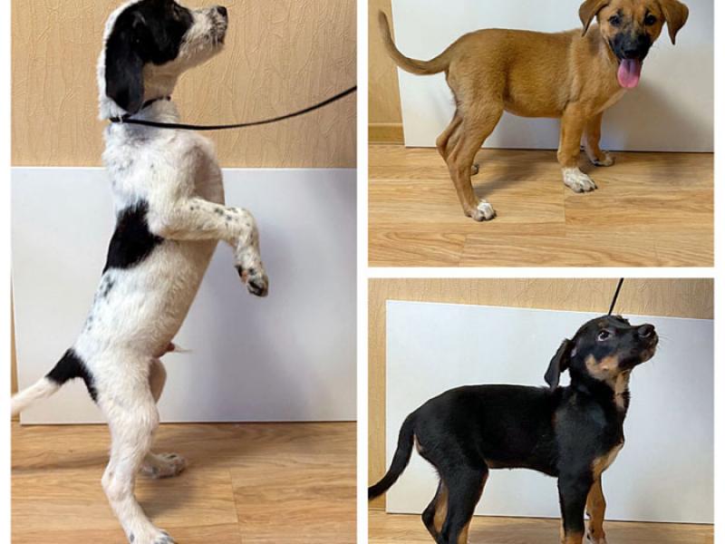 В дар собаку