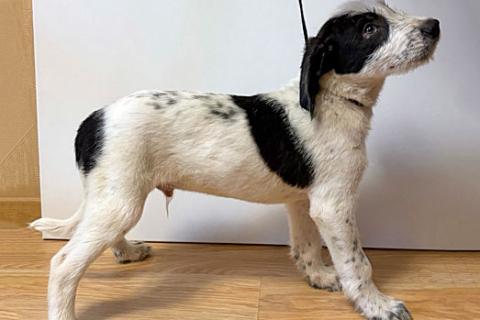 В дар собаку. Ищу дом для замечательных некрупных щенков. Фото2