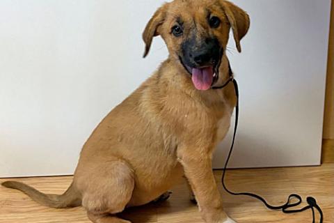 В дар собаку. Ищу дом для замечательных некрупных щенков. Фото3