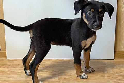 В дар собаку. Ищу дом для замечательных некрупных щенков. Фото4