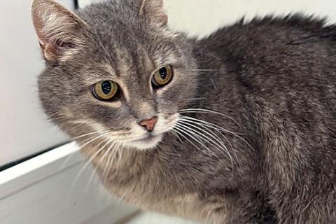 В дар кошку. Ищет дом ласковый и спокойный кот Макан. Фото1