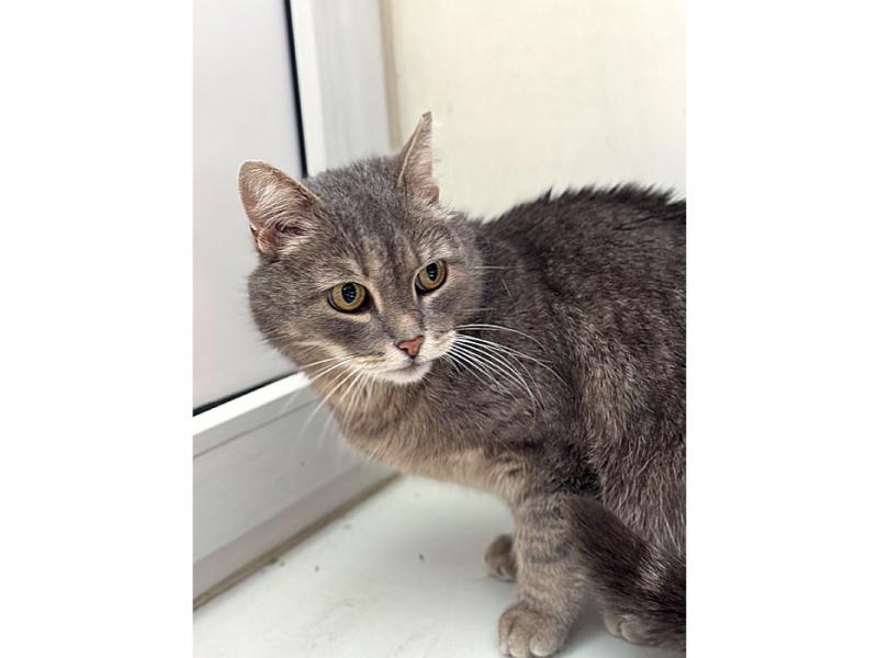 В дар кошку