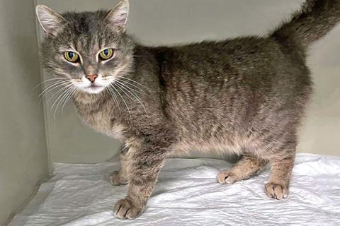 В дар кошку. Ищет дом ласковый и спокойный кот Макан. Фото2