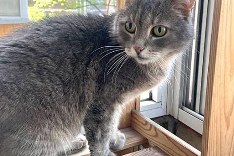 В дар кошку. Ищет дом ласковый и спокойный кот Макан. Фото3