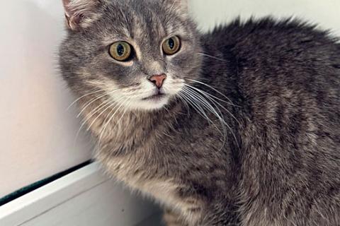 В дар кошку. Ищет дом ласковый и спокойный кот Макан. Фото4