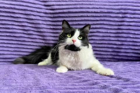 В дар кошку. Знакомьтесь — Чита!. Фото1