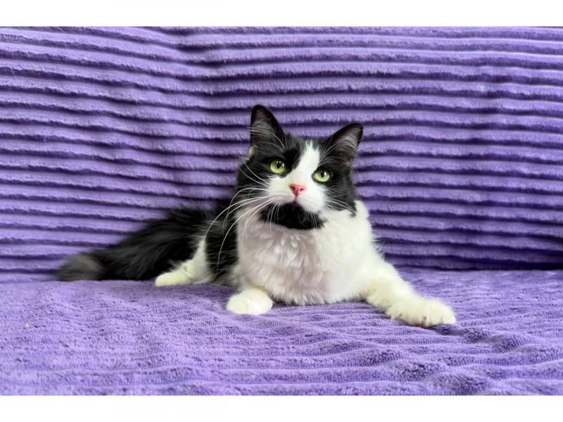 В дар кошку