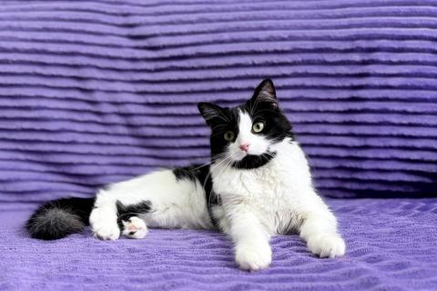 В дар кошку. Знакомьтесь — Чита!. Фото2