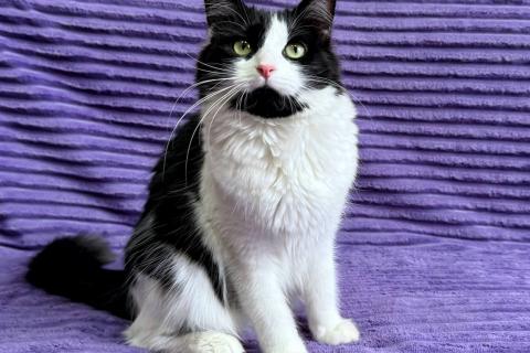 В дар кошку. Знакомьтесь — Чита!. Фото3