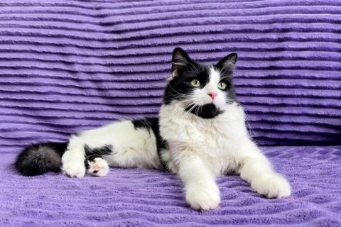 В дар кошку. Знакомьтесь — Чита!. Фото4