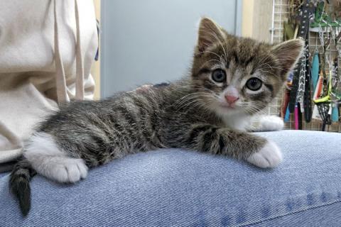 В дар кошку. Глазастое чудо Мышка, милый домашний котенок в добрые руки. Фото1