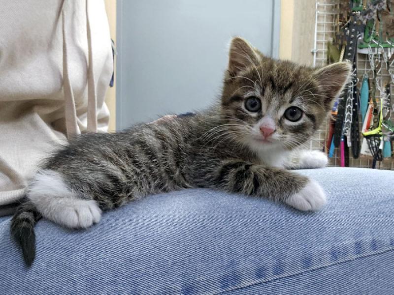 В дар кошку