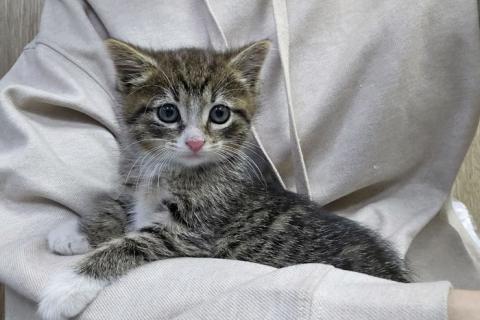 В дар кошку. Глазастое чудо Мышка, милый домашний котенок в добрые руки. Фото2