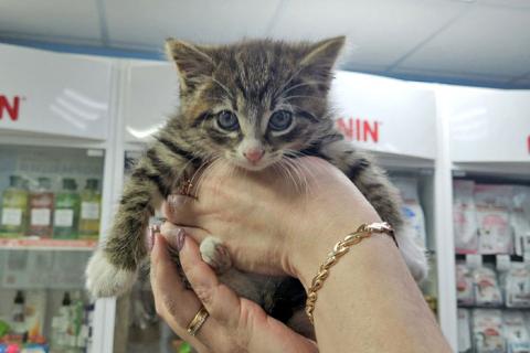 В дар кошку. Глазастое чудо Мышка, милый домашний котенок в добрые руки. Фото3