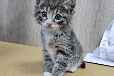 В дар кошку. Глазастое чудо Мышка, милый домашний котенок в добрые руки. Фото4