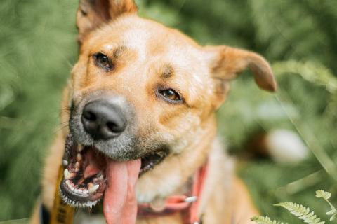 В дар собаку. Дружелюбный пес-компаньон Рэм ищет дом! . Фото1
