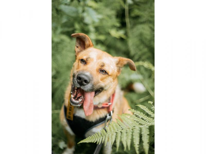 В дар собаку