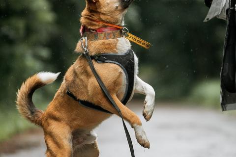 В дар собаку. Дружелюбный пес-компаньон Рэм ищет дом! . Фото2