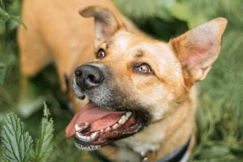 В дар собаку. Дружелюбный пес-компаньон Рэм ищет дом! . Фото3