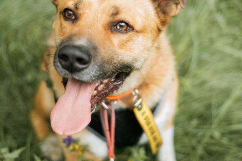 В дар собаку. Дружелюбный пес-компаньон Рэм ищет дом! . Фото4