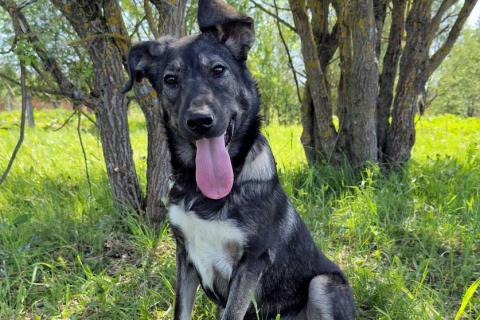 В дар собаку. Знакомьтесь — Руккола!. Фото1