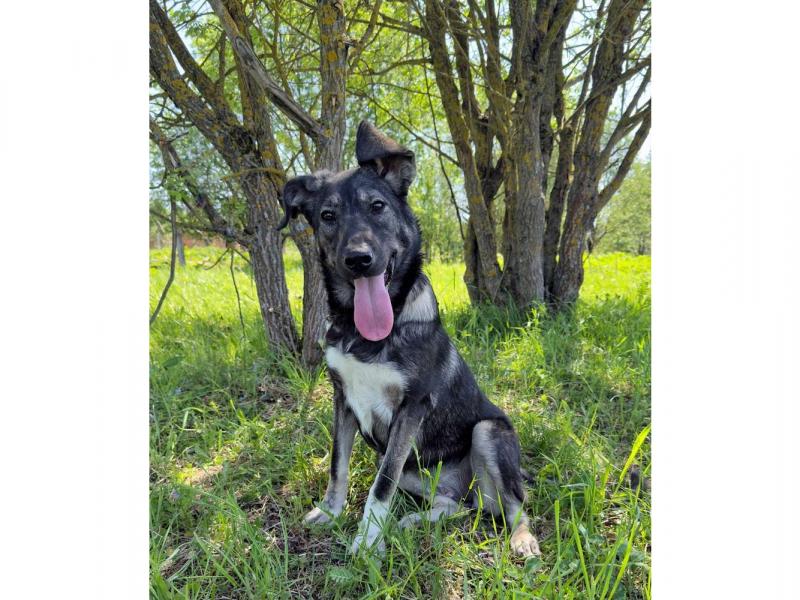 В дар собаку