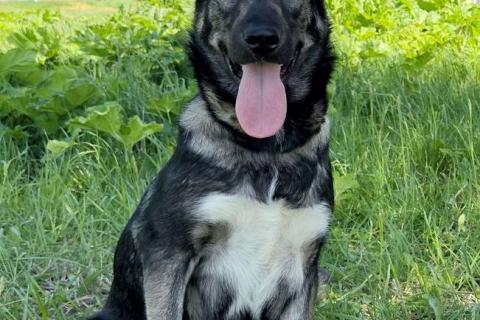 В дар собаку. Знакомьтесь — Руккола!. Фото2