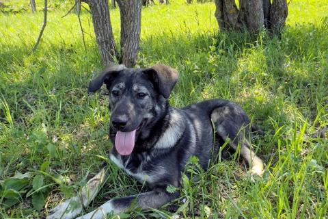 В дар собаку. Знакомьтесь — Руккола!. Фото3