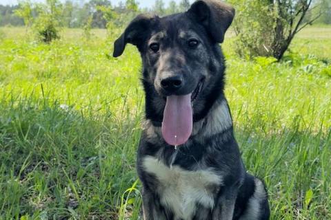 В дар собаку. Знакомьтесь — Руккола!. Фото4