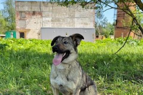 В дар собаку. Небольшая собака Берли в приюте. Фото1