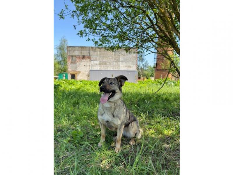 В дар собаку