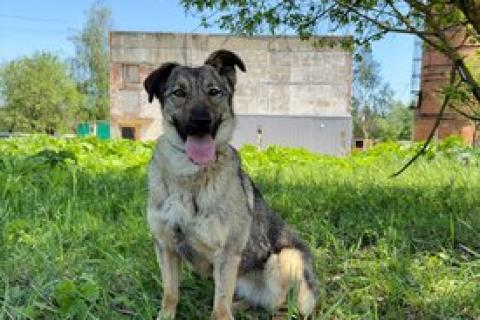 В дар собаку. Небольшая собака Берли в приюте. Фото2