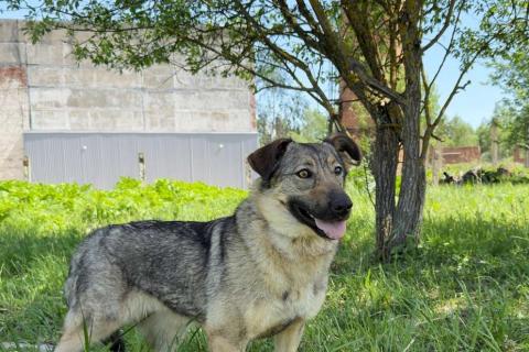 В дар собаку. Небольшая собака Берли в приюте. Фото3